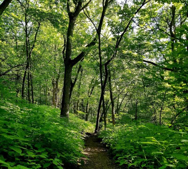 En bild på en grön skog.