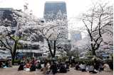 Körsbärsträd i blom på ett torg i Japan med grupper av människor som sitter under och äter lunch